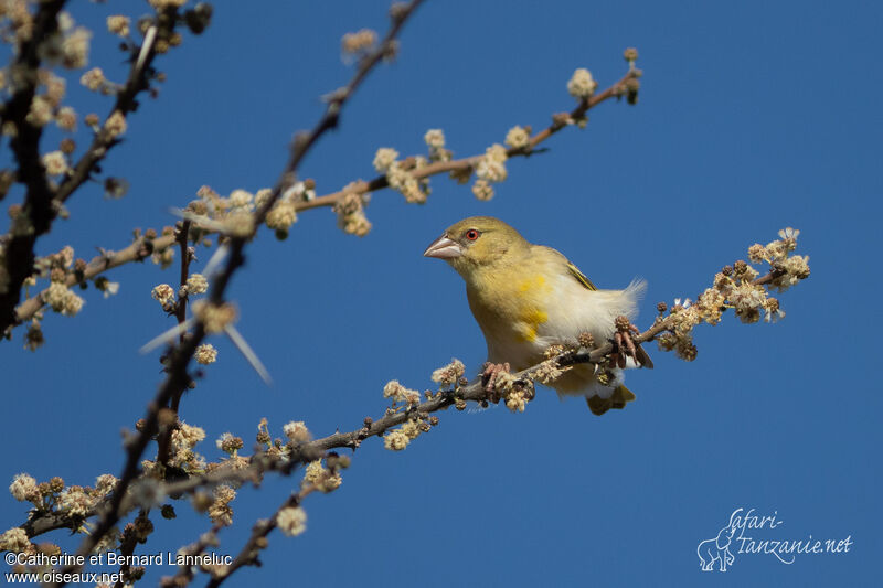 Tisserin de Rüppelladulte