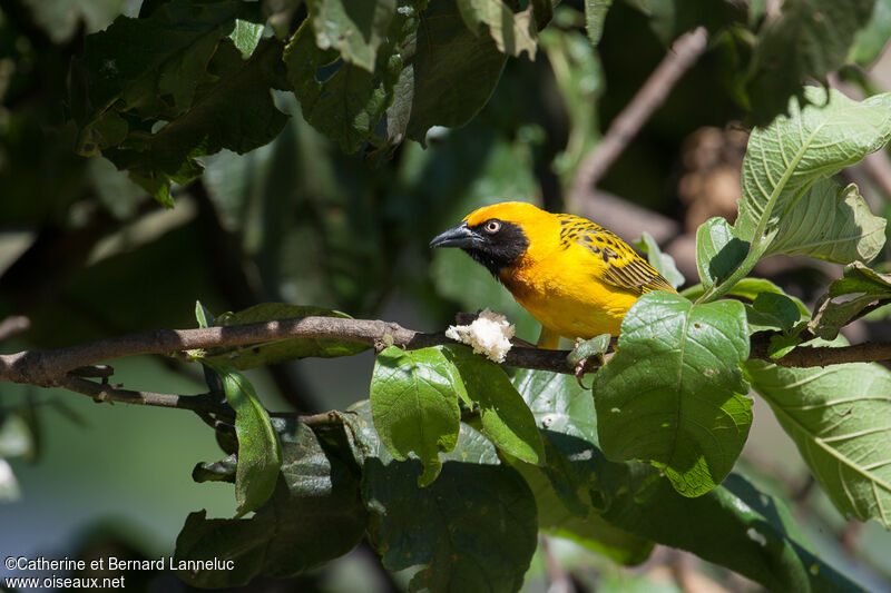 Speke's Weaver male adult breeding