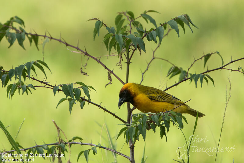 Northern Masked Weaver male adult breeding