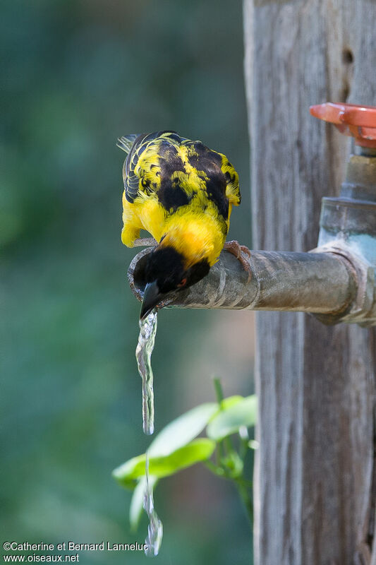 Village Weaver male adult breeding, drinks, Behaviour