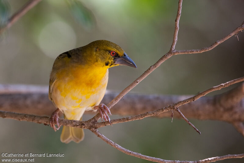 Village Weaver male adult transition, identification