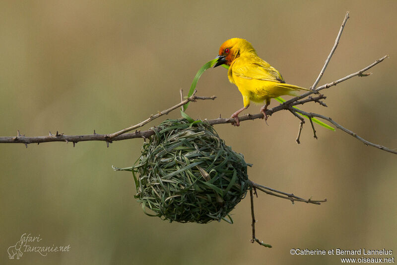 Eastern Golden Weaver male adult breeding, Reproduction-nesting, Behaviour