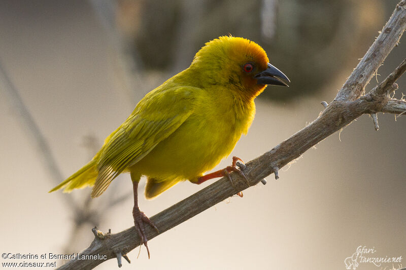 Eastern Golden Weaver male adult breeding, identification