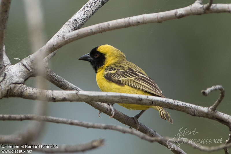 Little Weaver male adult breeding, pigmentation