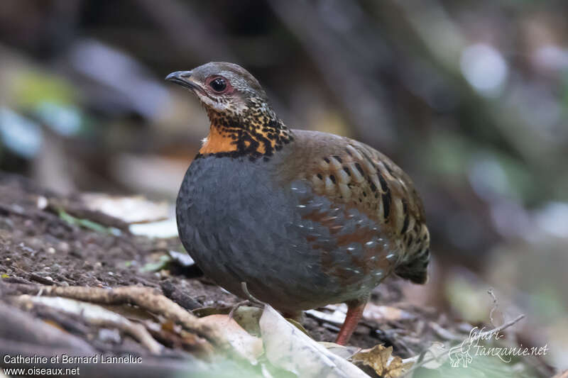 Rufous-throated Partridgeadult, identification