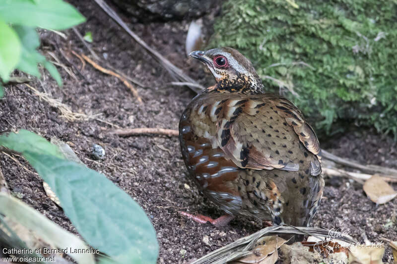 Rufous-throated Partridgeadult