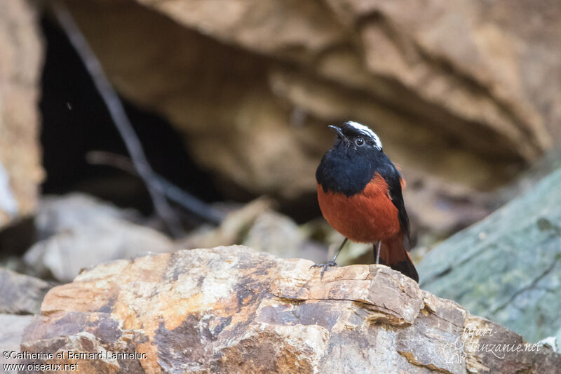 White-capped Redstartadult, identification