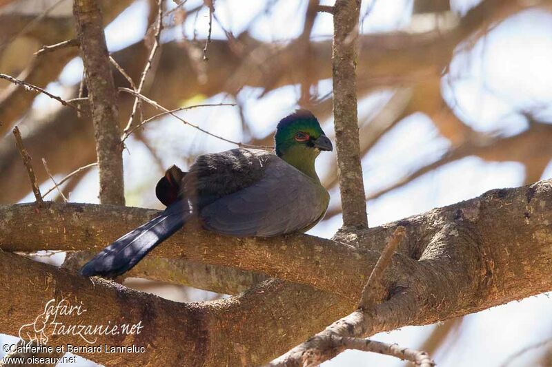 Purple-crested Turacoadult