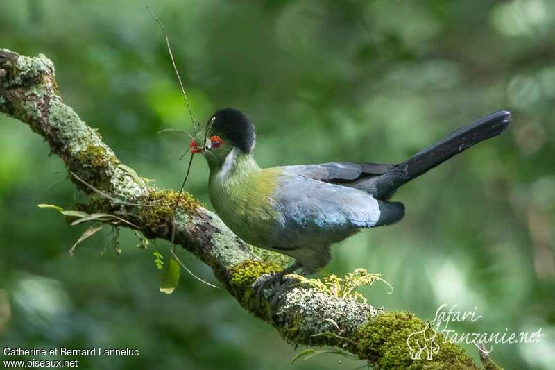 White-cheeked Turacoadult, identification, Reproduction-nesting