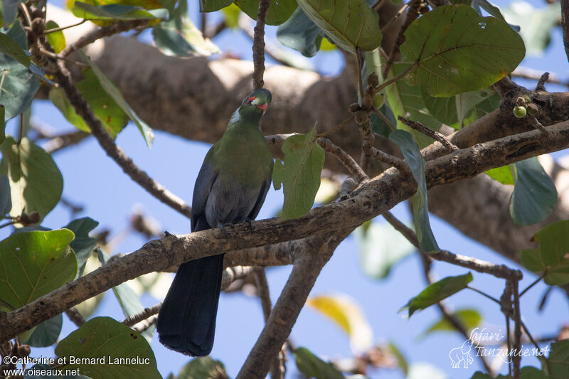 White-cheeked Turacoadult