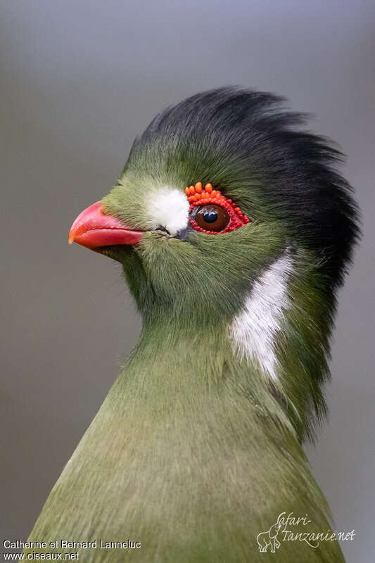 Touraco à joues blanchesadulte, portrait