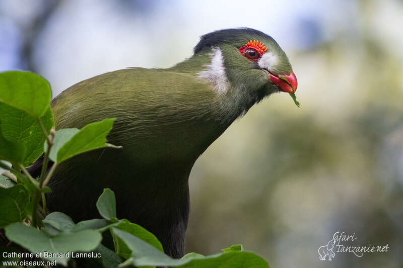 White-cheeked Turacoadult, feeding habits, eats