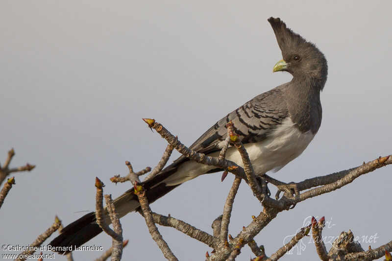 White-bellied Go-away-bird female adult, identification