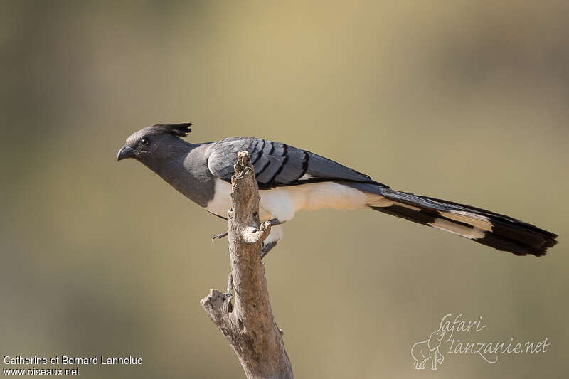 White-bellied Go-away-bird male adult, identification