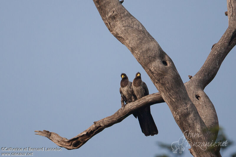 Western Plantain-eater