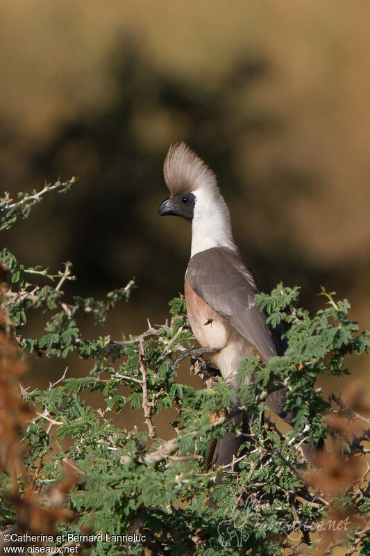 Touraco masquéadulte, identification