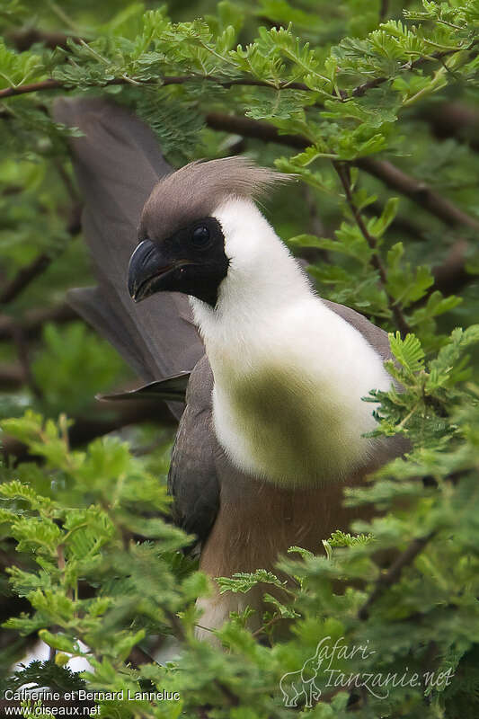 Bare-faced Go-away-birdadult, aspect, pigmentation, Behaviour