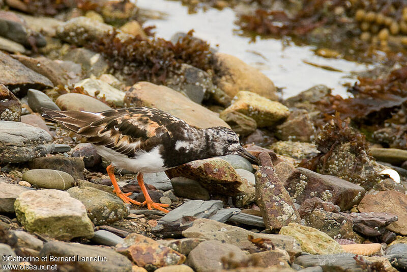 Ruddy Turnstoneadult breeding, identification, Behaviour