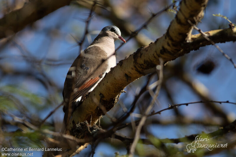 Blue-spotted Wood Doveadult