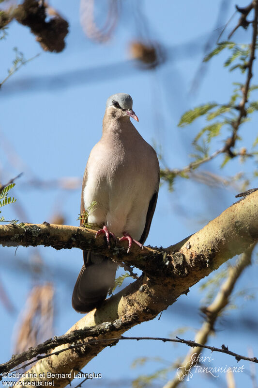 Blue-spotted Wood Doveadult