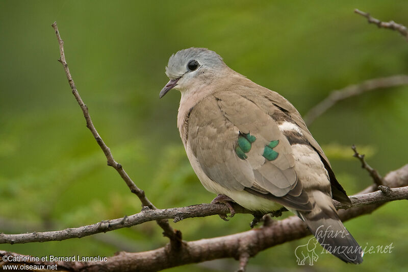 Emerald-spotted Wood Doveadult, identification