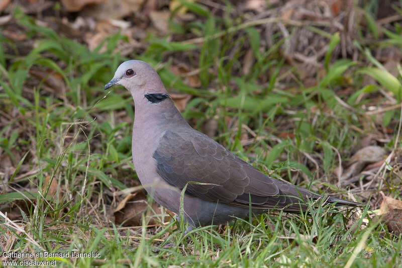 Tourterelle à collierimmature, identification