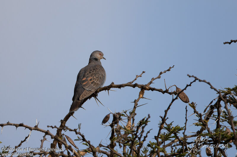 Dusky Turtle Doveadult