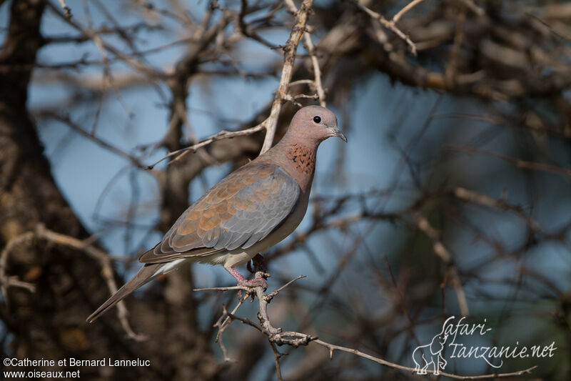 Laughing Doveadult, identification