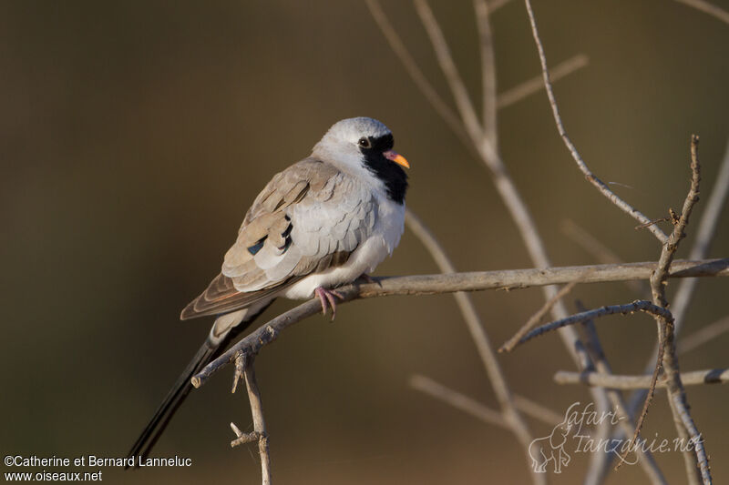 Namaqua Dove male adult, aspect