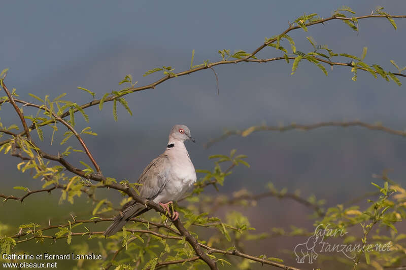 Mourning Collared Doveadult, identification