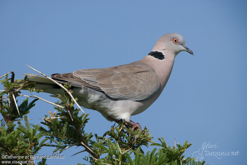 Tourterelle pleureuseadulte, identification