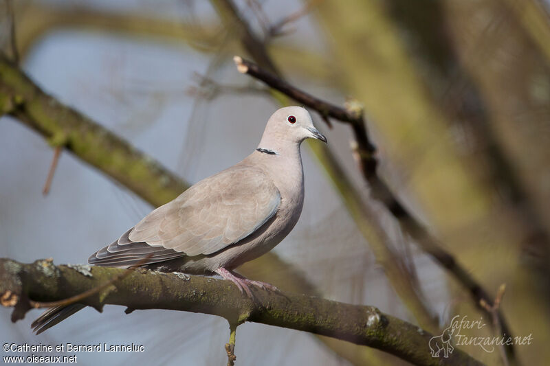 Eurasian Collared Doveadult, identification