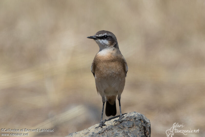 Rusty-breasted Wheatearadult