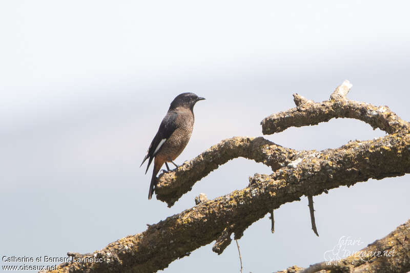 White-winged Cliff Chat female adult, identification