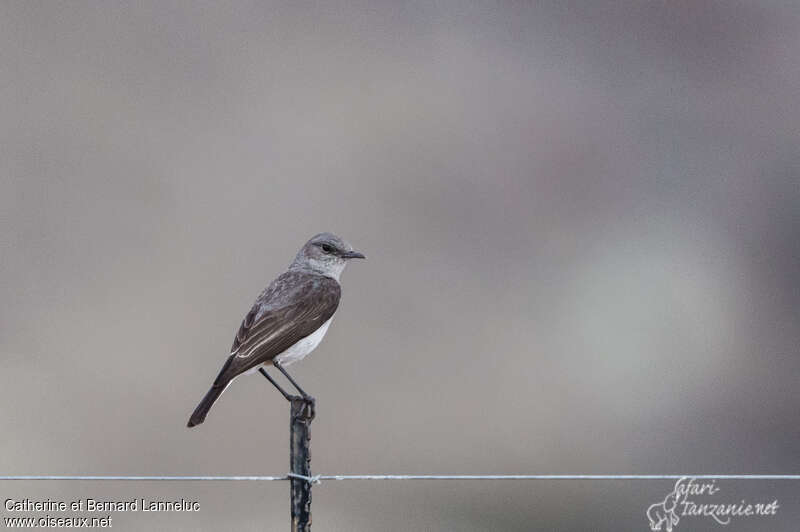 Karoo Chatadult, identification