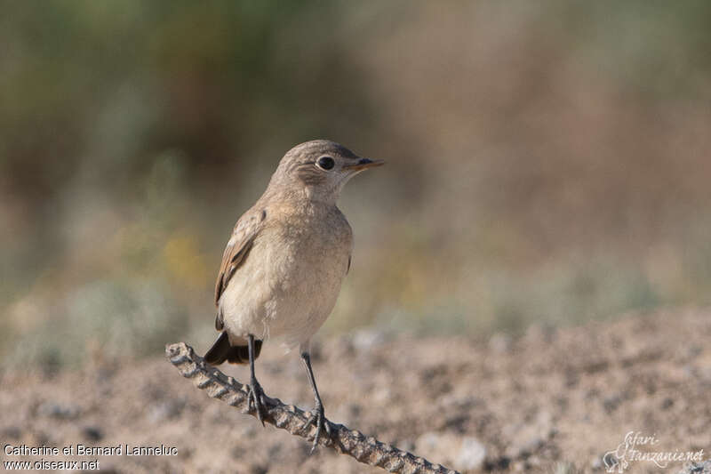 Isabelline Wheatearjuvenile, close-up portrait