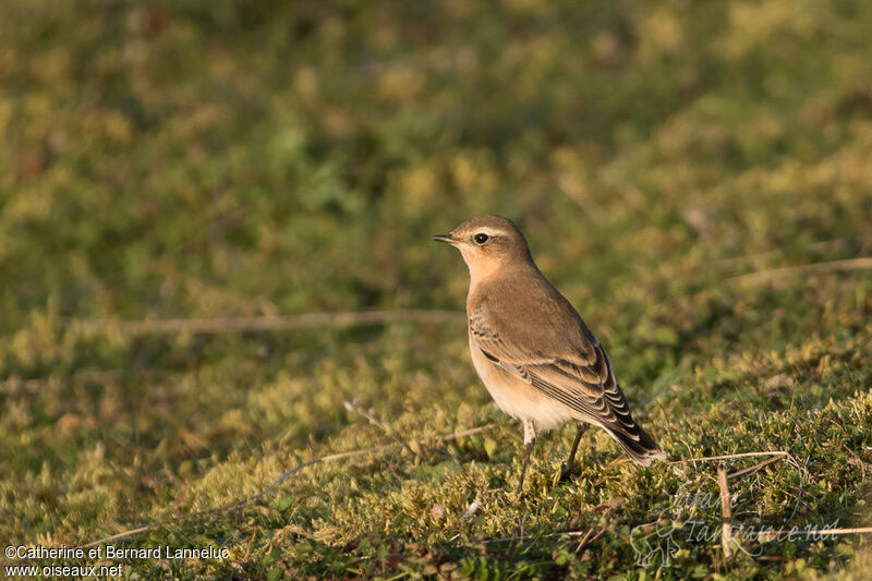 Northern Wheatear female adult, identification