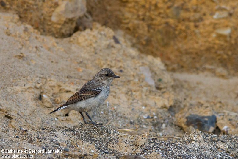 Traquet motteuxjuvénile, identification