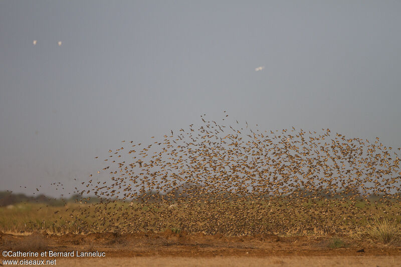 Red-billed Quelea, feeding habits, Behaviour