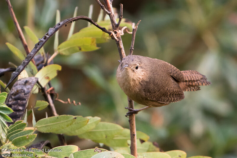 Southern House Wrenadult, Behaviour