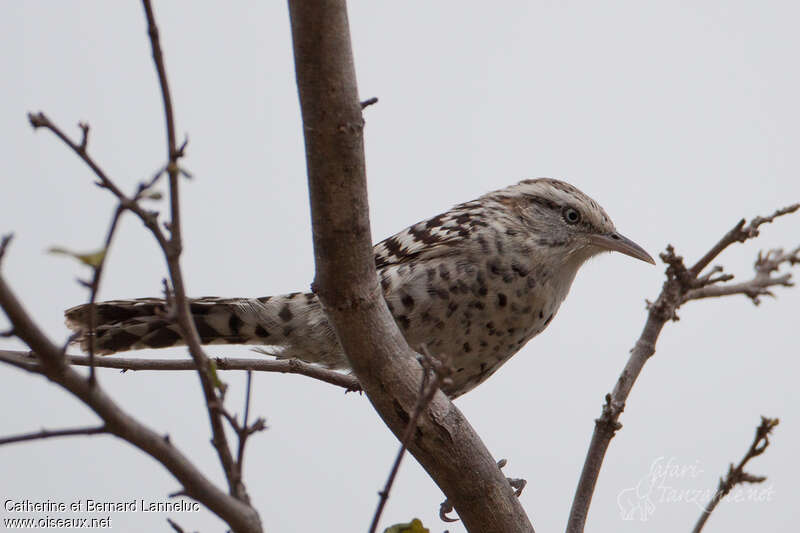 Stripe-backed Wrenadult, identification