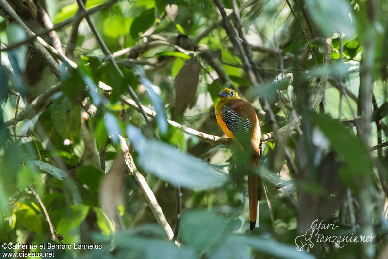 Trogon à poitrine jaune mâle adulte, habitat