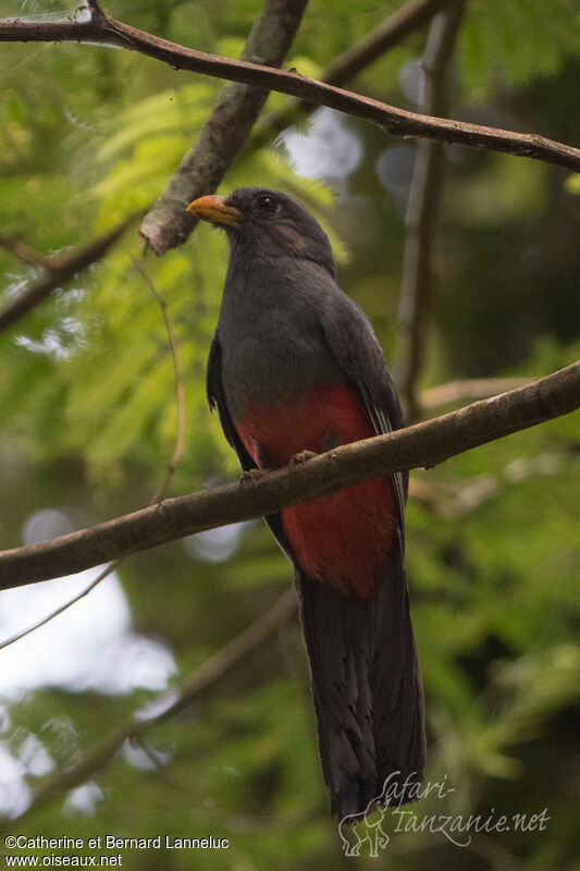 Black-tailed Trogon female adult, identification