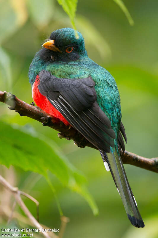 Trogon masqué mâle adulte, composition