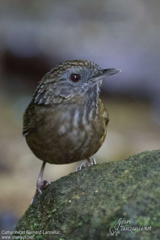 Streaked Wren-Babbleradult, close-up portrait