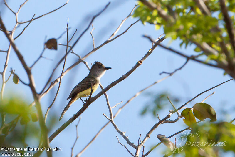 Brown-crested Flycatcher