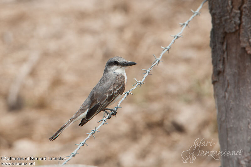 Grey Kingbirdadult, Behaviour