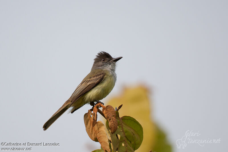 Dusky-capped Flycatcher