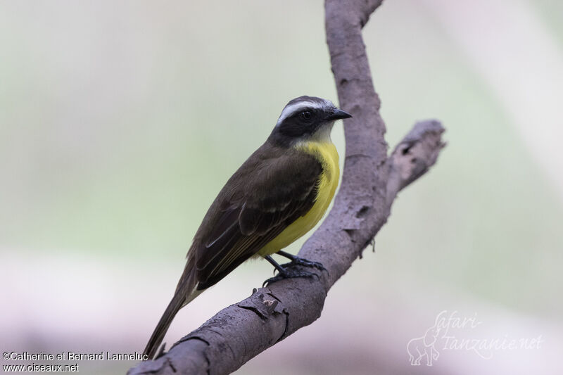 Social Flycatcheradult, identification