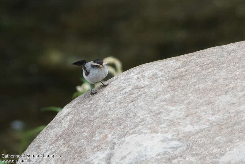 Torrent Tyrannuletadult, habitat, feeding habits